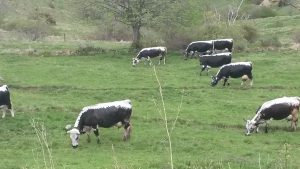 En haut des ballons, les vaches terminent leur transhumance.